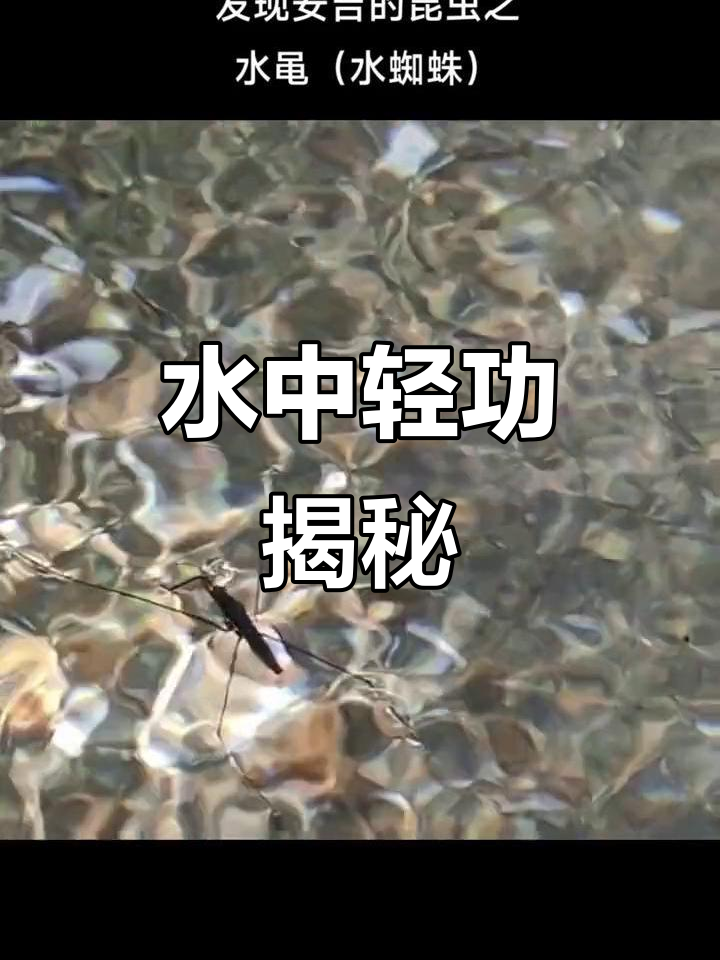 受水黾启发 研究人员发明可在水面上滑行的微型机器人受水黾启发 研究人员发明可在水面上滑行的微型机器人